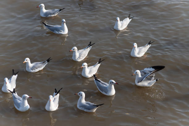 istock Seagull  floating in the sea 1828366773