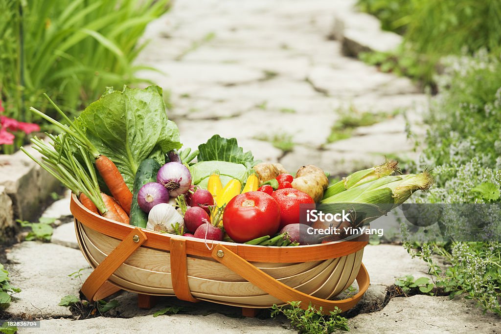 Vegetales frescos del jardín de verano en Harvest cesta Hz - Foto de stock de Abundancia libre de derechos