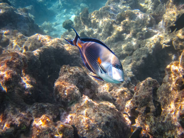 Acanthurus sohal in an expanse of coral reef of the Red Sea Acanthurus sohal in an expanse of coral reef of the Red Sea colorful sohal fish (acanthurus sohal) stock pictures, royalty-free photos & images