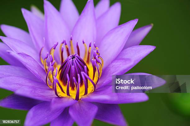 Viola Waterlily - Fotografie stock e altre immagini di Ambientazione esterna - Ambientazione esterna, Bellezza, Bellezza naturale