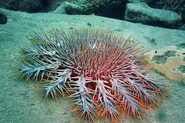 Underwater picture from a Crown of Thorns Starfish (Acanthaster planci) in the Gulf of Thailand.