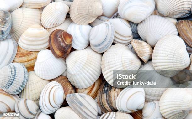 Muscheln Als Hintergrund Stockfoto und mehr Bilder von Muschelgehäuse - Muschelgehäuse, Haufen, Muschel - Tier