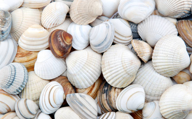 conchiglie come sfondo - seashell shell sand copy space foto e immagini stock