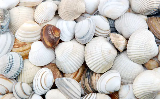 Bunch of seashells on still life. Image can be used as background.You might also be interested in