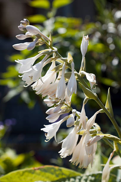 campanula branco tipo flores - campanula white flower single flower imagens e fotografias de stock