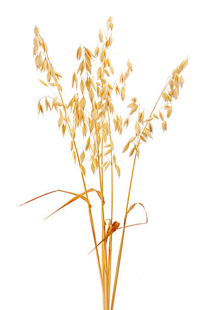 Oat http://www.avalonstudio.eu/careal2.jpg  oat crop photos stock pictures, royalty-free photos & images