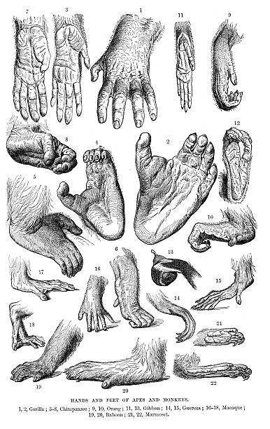 ilustraciones, imágenes clip art, dibujos animados e iconos de stock de las manos y los pies de apes un monos - almohadillas pata de animal