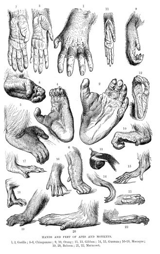 Vintage engraving of the Hands and Feet of Apes and Monkeys.