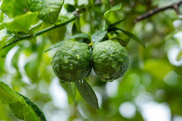 istock Leech oranges or bergamot fruit hanging from the tree after the rain 1828373221