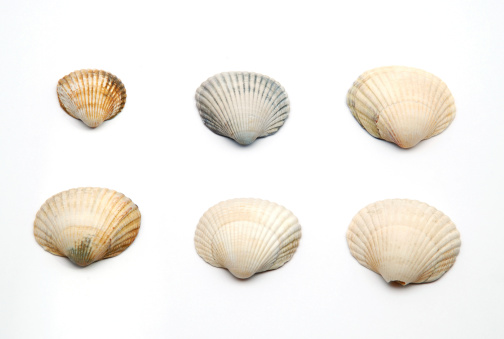 Seashells of different sizes and colors isolated on white.