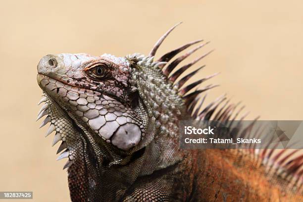 Caribbean Iguana Stock Photo - Download Image Now - Ancient, Animal, Animal Body Part