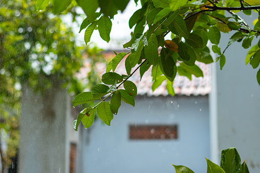 Guava tree branch in the rain, rainy season