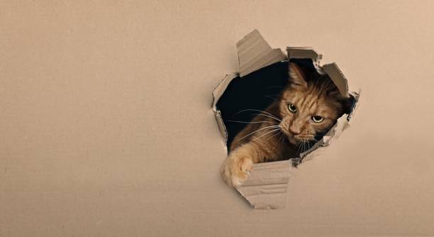 istock Curious ginger cat sticks his paw out of a hole in a cardboard box. Horizontal image with copy space. 1828374937