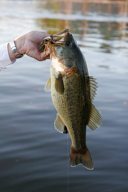 istock Autumn Bass 182837494