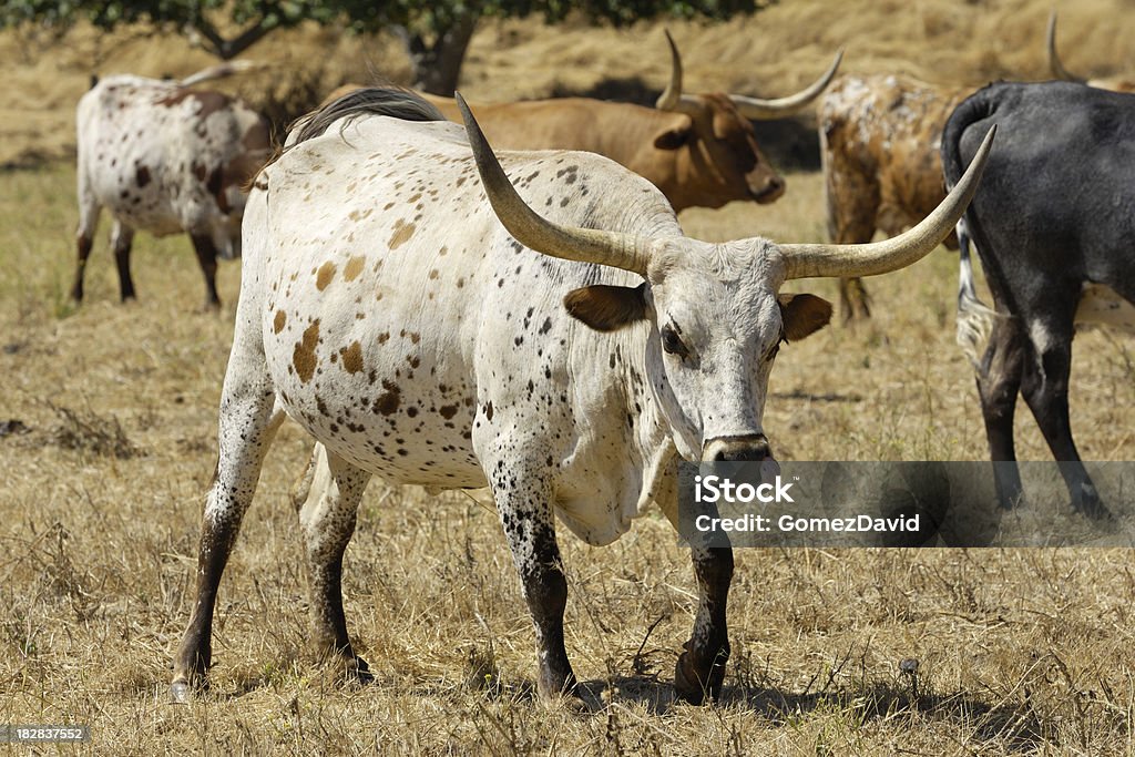 Close-up of Texas Longhorn-Rindsleder - Lizenzfrei Blick in die Kamera Stock-Foto