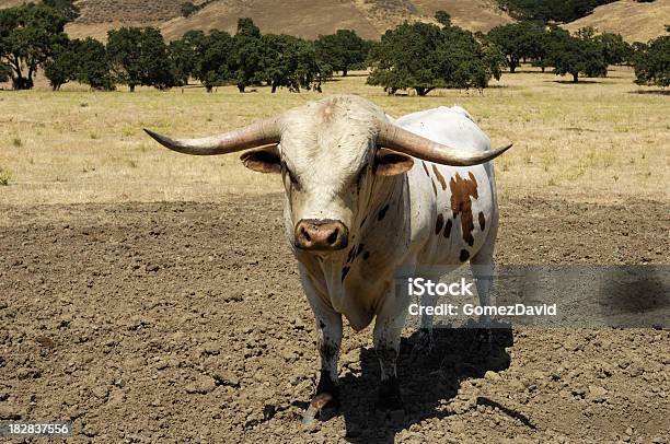 Photo libre de droit de Gros Plan Sur Un Taureau De Buffle Au Texas banque d'images et plus d'images libres de droit de Vache du Texas - Vache du Texas, Animal mâle, Animaux domestiques