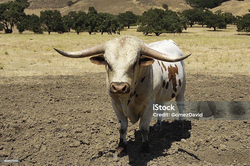 Close-up do Texas Longhorn Bull - Foto de stock de Gado Texas Longhorn Steer royalty-free