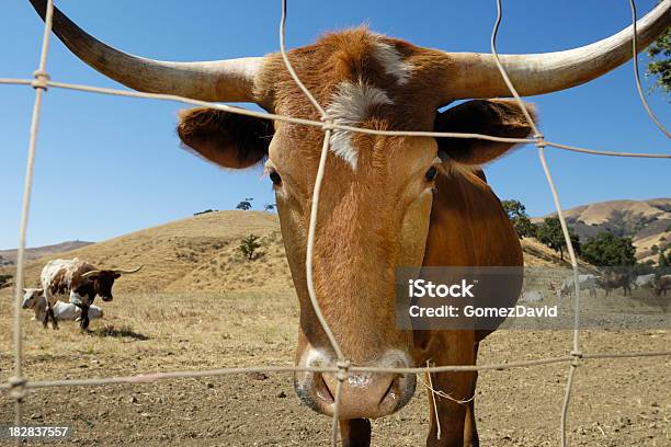 Photo libre de droit de Gros Plan Du Texas Longhorns De Vache banque d'images et plus d'images libres de droit de Animal femelle - Animal femelle, Animaux domestiques, Bovin