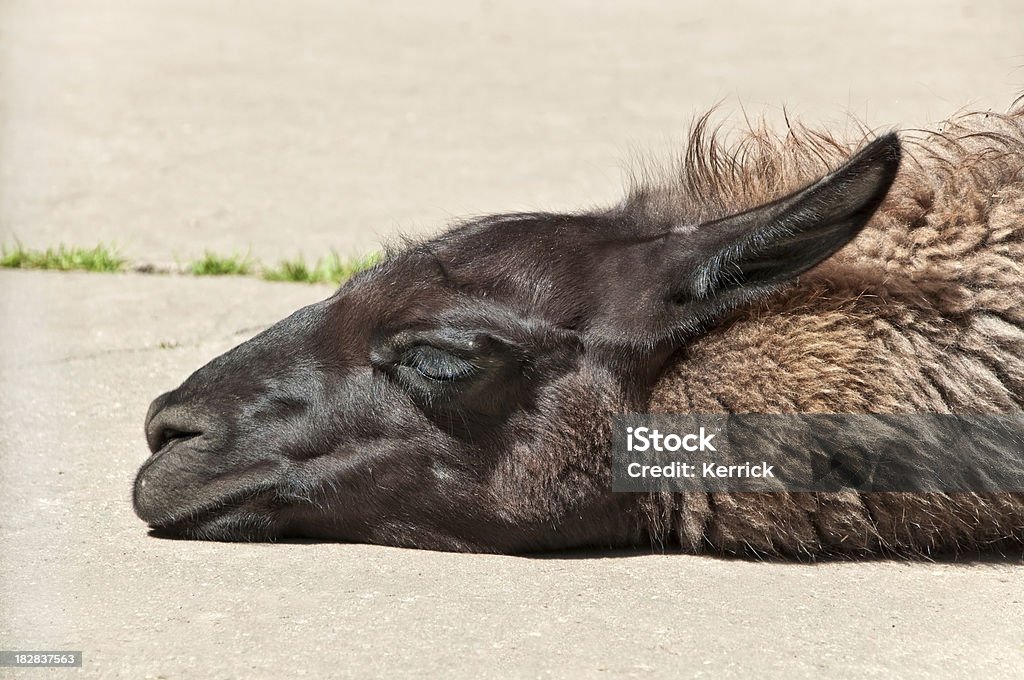 lazy Lama - Lizenzfrei Entspannung Stock-Foto