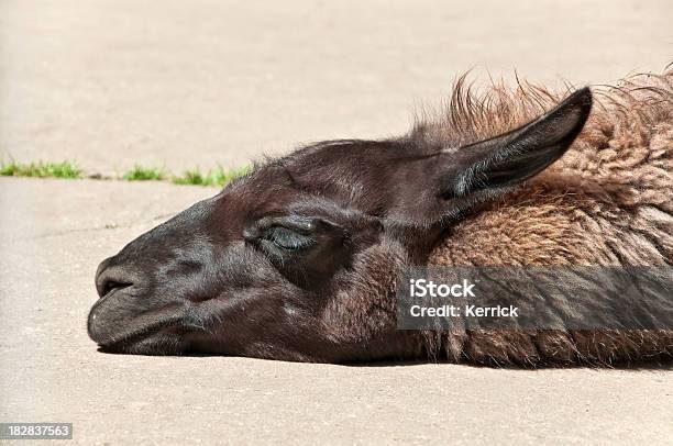 Lazy Lama Stockfoto und mehr Bilder von Entspannung - Entspannung, Faulheit, Fotografie