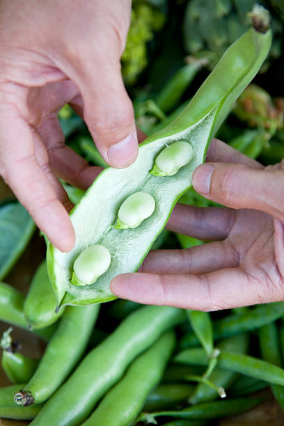 istock Fresh Organic Home Grown Broad Bean (Fava) Harvest 182837733