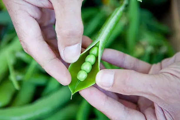 Gardeners' hands opening a freshly picked pod full of succulent peas.
