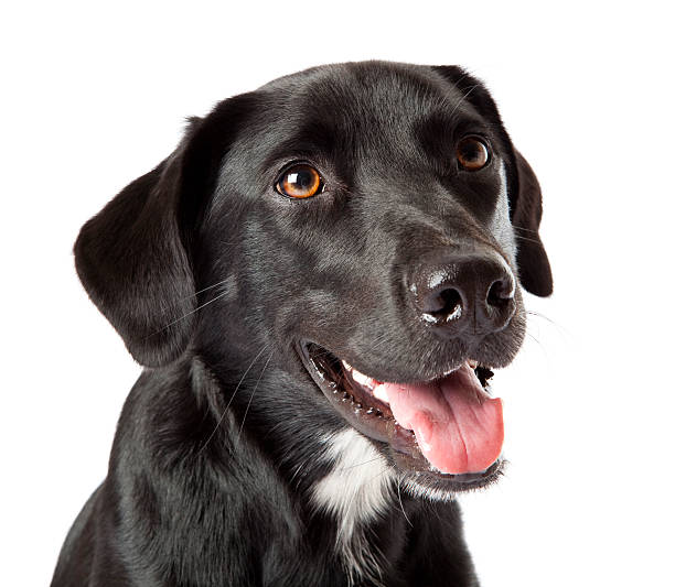 istock Sitting black dog with attentive smiling face 182837896