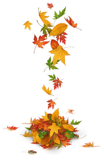 istock Colorful Autumn Leaves 182837918
