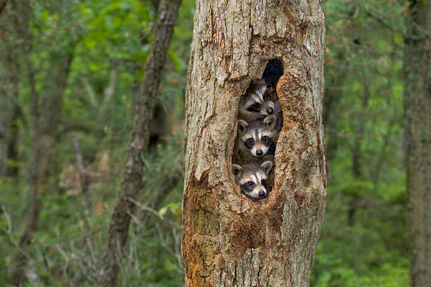 raton laveur bébés huddled ensemble dans leur maison dans un arbre - vie sauvage photos et images de collection