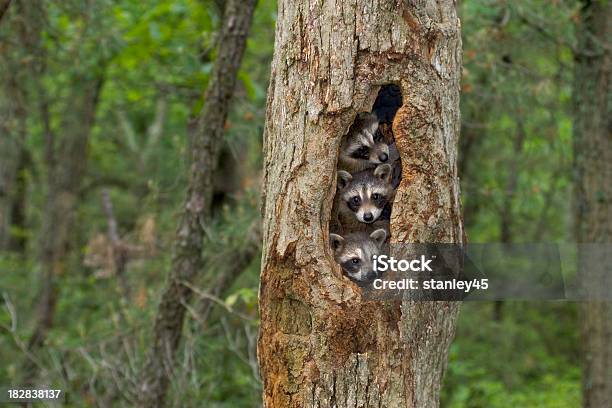 Raccoon Babies Huddled Together In Their Tree Home Stock Photo - Download Image Now - Animal, Raccoon, Tree