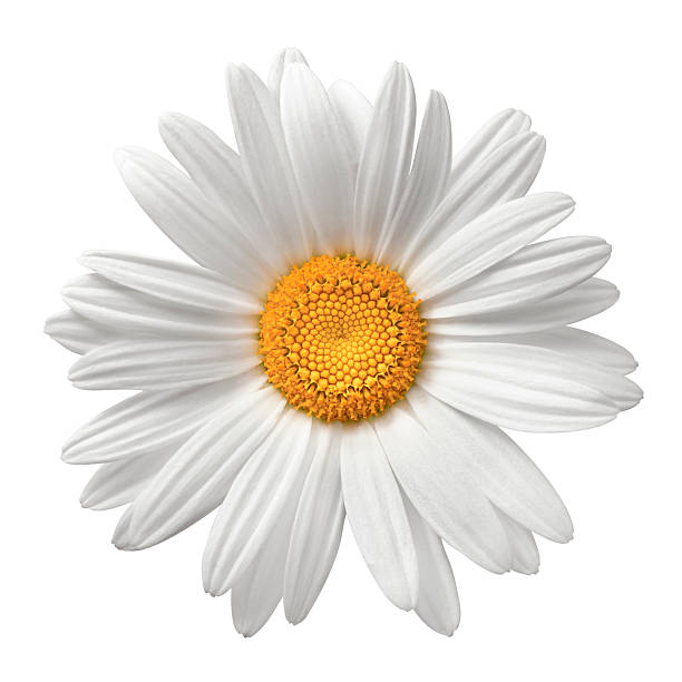 marguerite sur blanc avec un tracé de détourage - isolated on white photos et images de collection