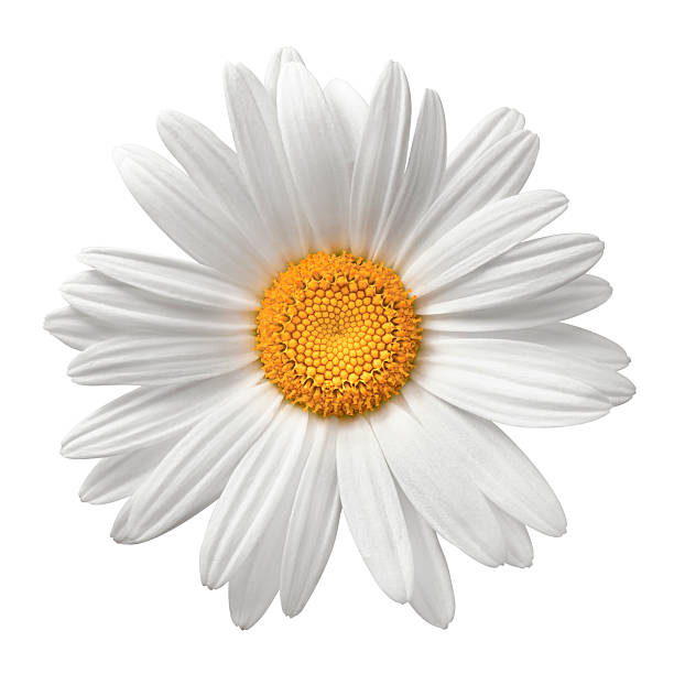 daisy on white with clipping path - bloemblaadje fotos stockfoto's en -beelden