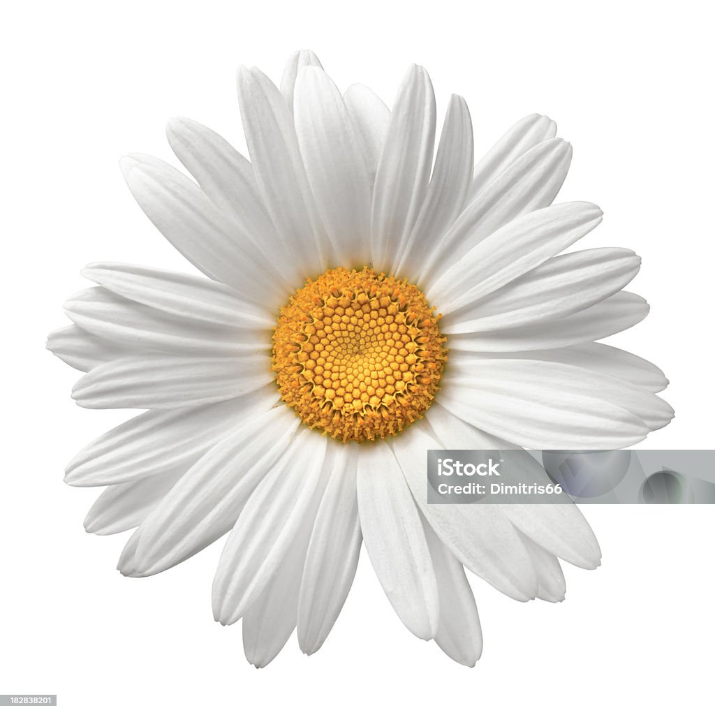 Daisy On White With Clipping Path White daisy on white background. Detailed clipping path included.Flowers on white: Flower Stock Photo