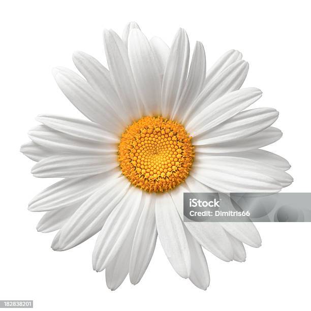 Daisy On White With Clipping Path Stock Photo - Download Image Now - Flower, Daisy, Cut Out