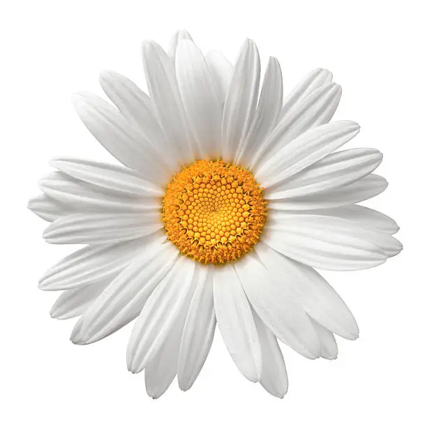 White daisy on white background. Detailed clipping path included.Flowers on white: