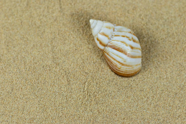 istock sea snail shell on clean beach sand. Close up, beach sand texture 1828383635