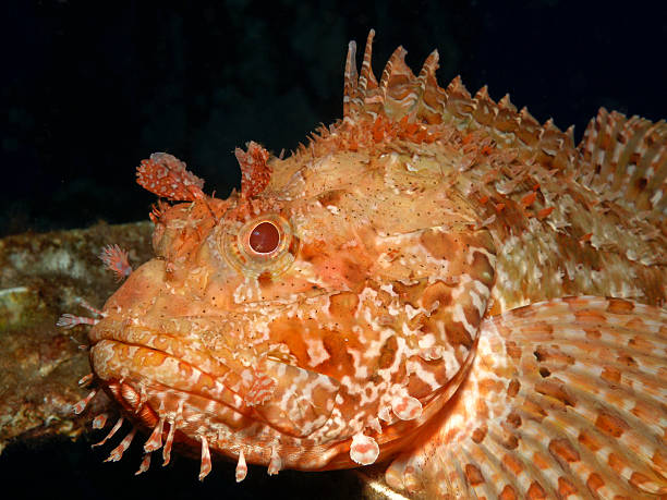 istock great rockfish - scorpaena scofra 182838464