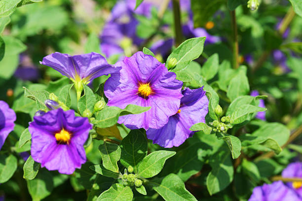 Solanum blossoms with buds and leaves