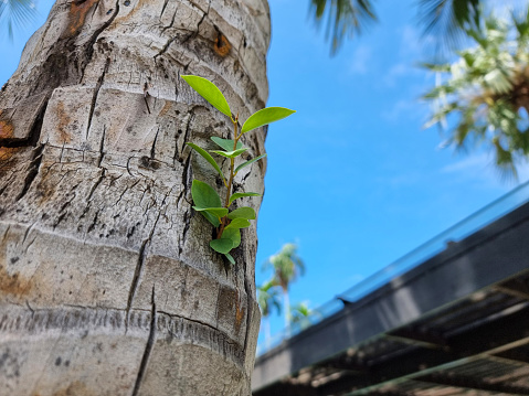 small parasite tree growing in coconut wooden tree. survival in natural greenry climbing plant in wild life