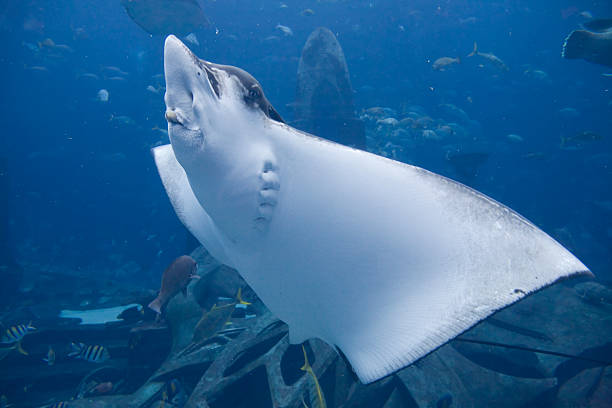 Eagle Ray stock photo