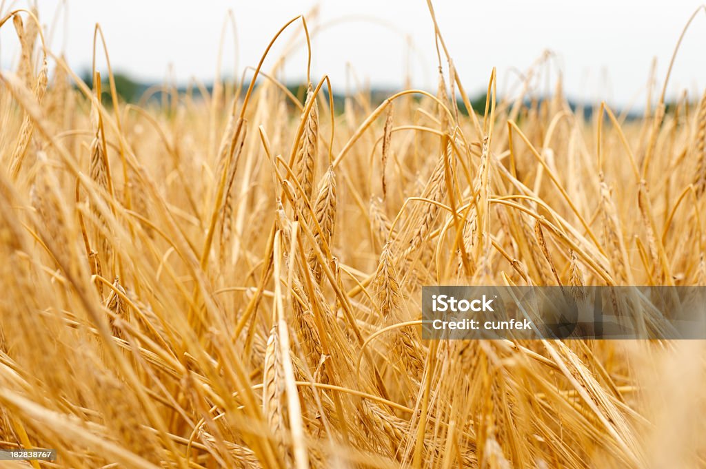 Trigo - Foto de stock de Agricultura libre de derechos