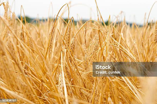 Trigo Foto de stock y más banco de imágenes de Agricultura - Agricultura, Aire libre, Ajardinado