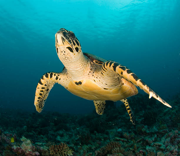 istock sea turtle classic portrait 182838866