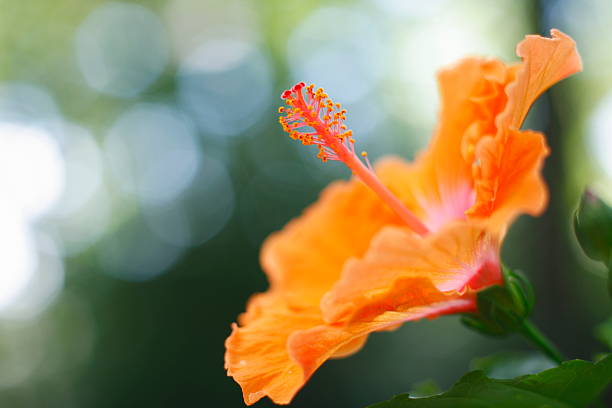 Hibisco - foto de stock