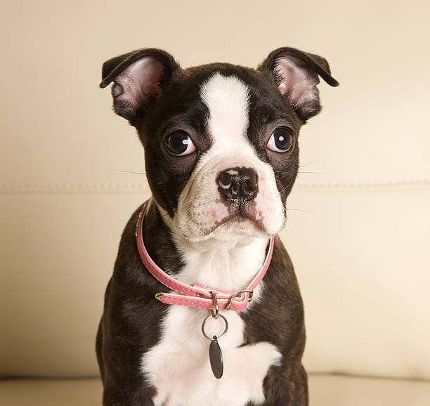 istock Boston Terrier Puppy On a Couch with Collar 182839003