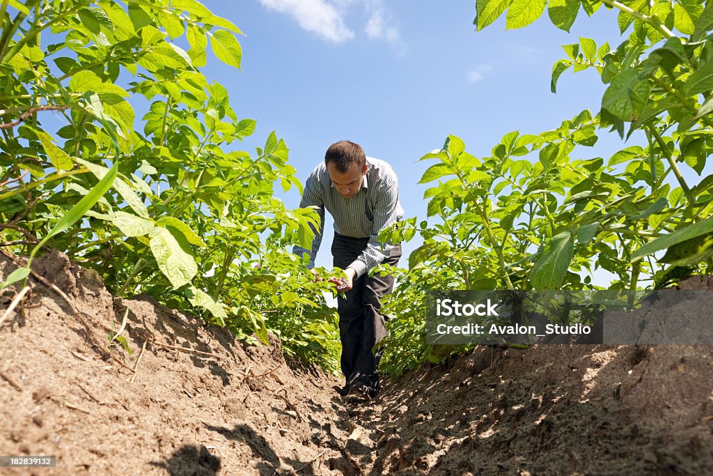 Farmer in Kartoffel field - Lizenzfrei Kartoffel - Wurzelgemüse Stock-Foto