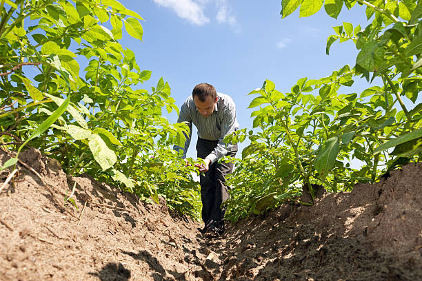 istock Farmer in potato field 182839132