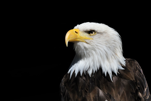 American Bald Eagle Side Portrait. Isolated on black. Copy space.