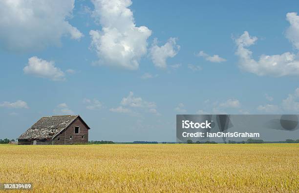 Campo De Trigo Foto de stock y más banco de imágenes de Granja - Granja, Saskatchewan, Agricultura