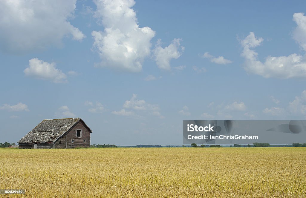 Wheat Field View of a wheat field with a barn from the Canadian prairies. Farm Stock Photo